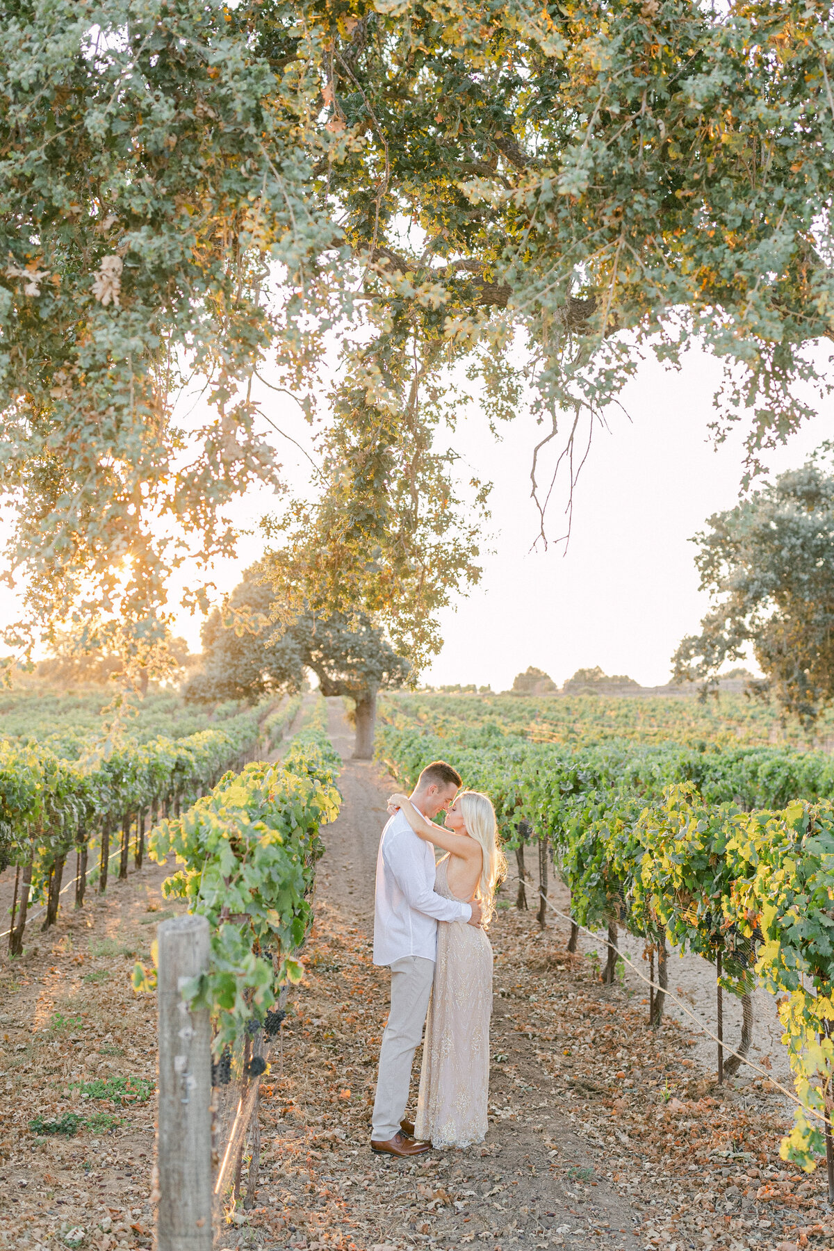 Under the oaks between the vine rows, sun dropping behind the canopy
