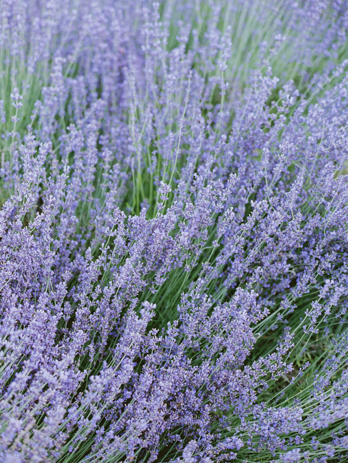 Lavender in bloom