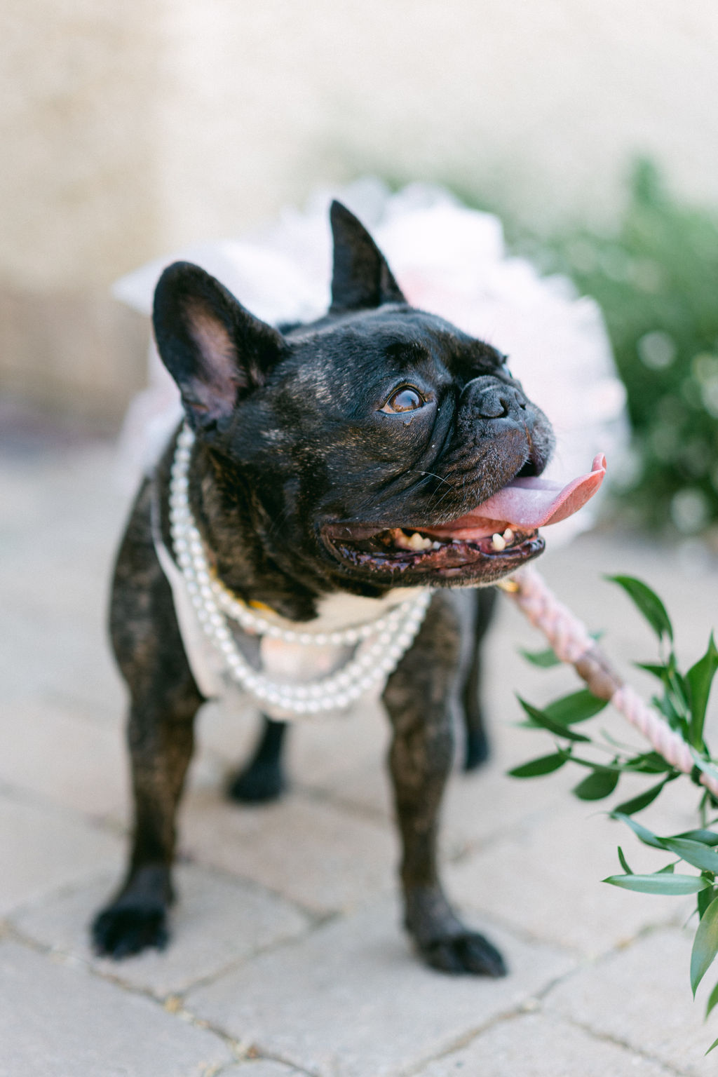 The couple's French bulldog wearing pearls